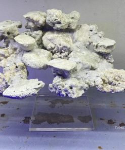 MÃ 37 - LAYOUT CÁ BIỂN BỂ 40CM - ROYALAQUA