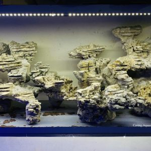 MÃ 25 - LAYOUT CÁ BIỂN BỂ 150CM - ROYALAQUA