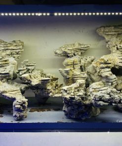 MÃ 25 - LAYOUT CÁ BIỂN BỂ 150CM - ROYALAQUA