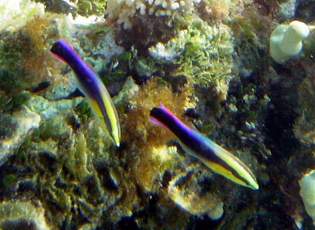 Danh sách các loại cá cảnh biển - phần II 2 Hình ảnh Cá Bác Sĩ Thái Lan