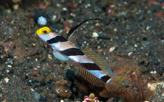 Danh sách các loại cá cảnh biển - phần II 12 Hình ảnh Cá Bống Sọc Mỏ Vàng