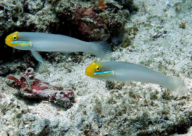 Danh sách các loại cá cảnh biển - phần II 13 Hình ảnh Cá Bống Trắng