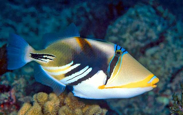 Danh sách các loại cá cảnh biển - phần II 14 Hình ảnh Cá Bò Picasso