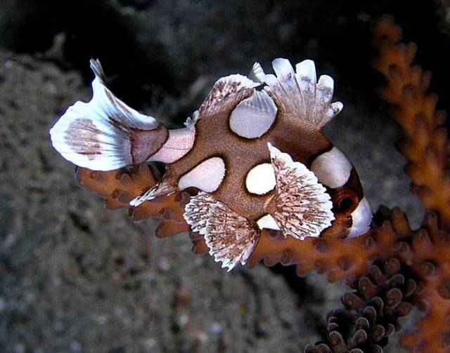 Danh sách các loại cá cảnh biển - phần II 19 Hình ảnh Cá Kẽm Bông