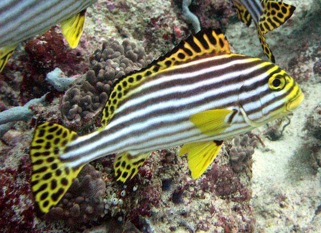 Danh sách các loại cá cảnh biển - phần II 20 Hình ảnh Cá Kẽm Sọc Vàng