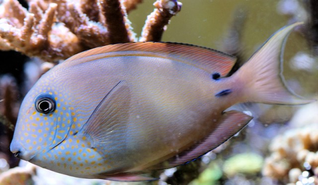 Danh sách các loại cá cảnh biển - phần II 3 Hình ảnh Cá Bắp Nẻ Xám