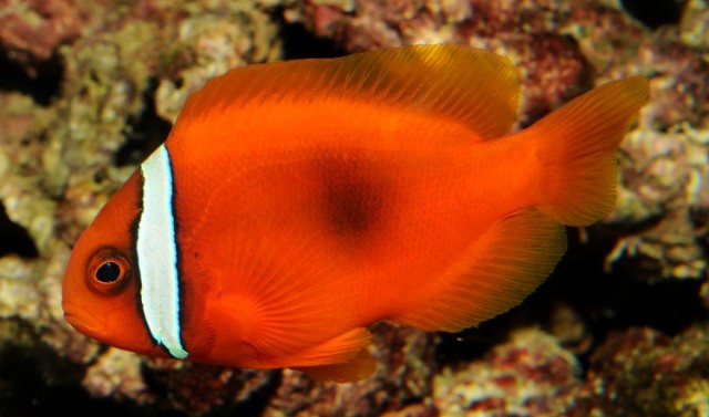 Danh sách các loại cá cảnh biển - phần II 23 Hình ảnh Cá Khoang Cổ Đỏ