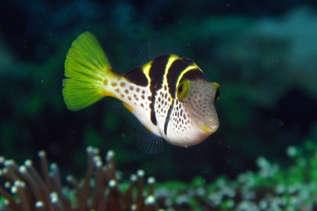 Danh sách các loại cá cảnh biển - phần II 27 Hình ảnh Cá Nóc Chuột