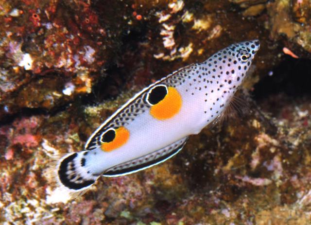 Danh sách các loại cá cảnh biển - phần II 29 Hình ảnh Cá Mó Hai Chấm