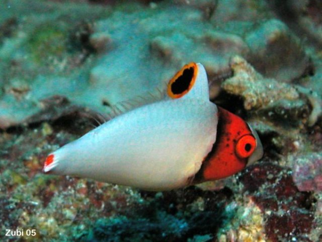 Danh sách các loại cá cảnh biển - phần II 31 Hình ảnh Cá Mó Lân