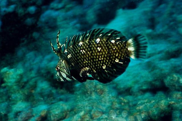 Danh sách các loại cá cảnh biển - phần II 32 Hình ảnh Cá Mó Mèo