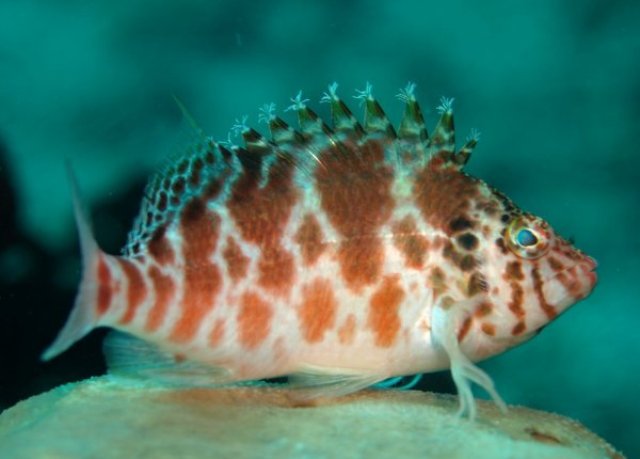 Danh sách các loại cá cảnh biển - phần II 45 Hình ảnh Cá Thồi Lồi Bông