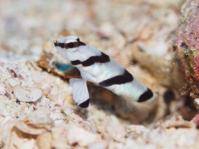 Danh sách các loại cá cảnh biển - phần II 10 Hình ảnh Cá Bống Sọc