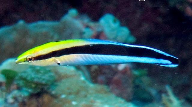 Danh sách các loại cá cảnh biển - phần II 1 Hình ảnh Cá Bác Sĩ