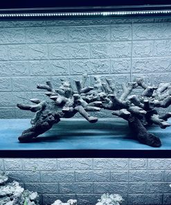 MÃ 214 – LAYOUT CÁ BIỂN BỂ 90x70x55CM – ROYALAQUA