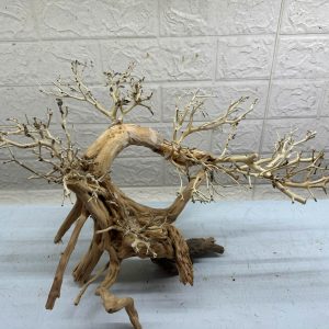 LAYOUT LŨA BONSAI TỰ NHIÊN BỂ 60cm – TUYỆT TÁC CHO BỂ THỦY SINH
