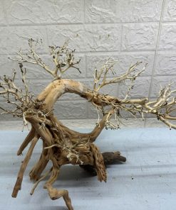 LAYOUT LŨA BONSAI TỰ NHIÊN BỂ 60cm – TUYỆT TÁC CHO BỂ THỦY SINH