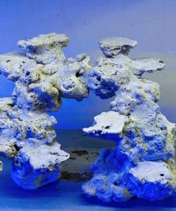 MÃ 47 - LAYOUT CÁ BIỂN BỂ 40CM - ROYALAQUA