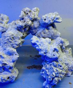 MÃ 48 - LAYOUT CÁ CẢNH BIỂN BỂ 40CM - ROYALAQUA