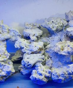 MÃ 49 - LAYOUT CÁ CẢNH BIỂN BỂ 60CM - ROYALAQUA