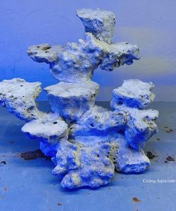 MÃ 51 - LAYOUT CÁ CẢNH BIỂN BỂ 40CM - ROYALAQUA