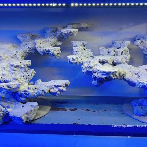 MÃ 52 - LAYOUT CÁ BIỂN BỂ 150CM - ROYALAQUA