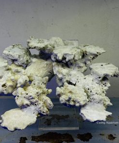 MÃ 53 - LAYOUT CÁ BIỂN BỂ 40CM - ROYALAQUA