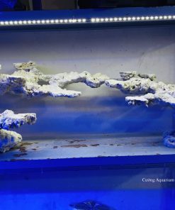 MÃ 54 - LAYOUT CÁ BIỂN BỂ 170CM - ROYALAQUA