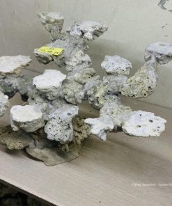 MÃ 46 - LAYOUT CÁ CẢNH BIỂN BỂ 60CM - ROYALAQUA