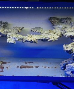 MÃ 56 - LAYOUT CÁ CẢNH BIỂN BỂ 150CM - ROYALAQUA
