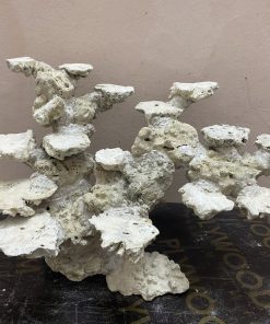 MÃ 243 - LAYOUT CÁ CẢNH BIỂN BỂ 50CM - ROYALAQUA