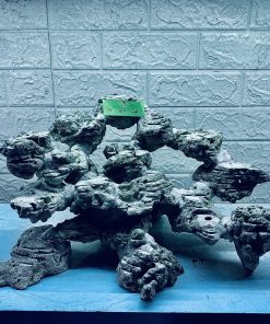 MÃ 286 - LAYOUT CÁ CẢNH BIỂN BỂ 60CM - ROYALAQUA