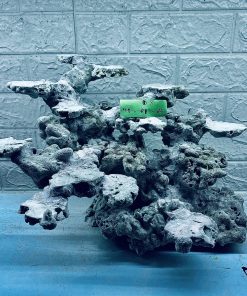 MÃ 287 - LAYOUT CÁ CẢNH BIỂN BỂ 50CM - ROYALAQUA