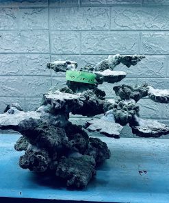 MÃ 288 - LAYOUT CÁ CẢNH BIỂN BỂ 50CM - ROYALAQUA