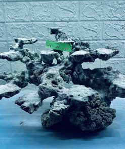 MÃ 290 - LAYOUT CÁ BIỂN BỂ 50CM - ROYALAQUA