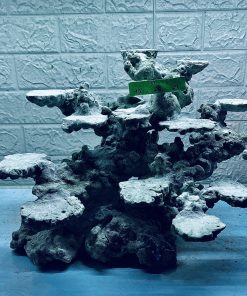 MÃ 292 - LAYOUT CÁ CẢNH BIỂN BỂ 50CM - ROYALAQUA