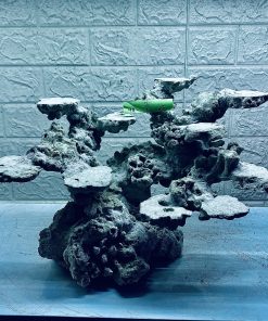 MÃ 293 - LAYOUT CÁ CẢNH BIỂN BỂ 50CM - ROYALAQUA