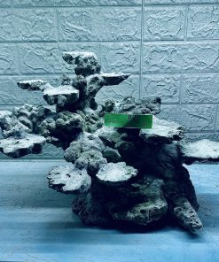 MÃ 294 - LAYOUT CÁ CẢNH BIỂN BỂ 50CM - ROYALAQUA