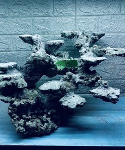 MÃ 295 - LAYOUT CÁ CẢNH BIỂN BỂ 50CM - ROYALAQUA