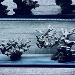 MÃ 296 - LAYOUT CÁ CẢNH BIỂN BỂ 140CM - ROYALAQUA