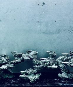 MÃ 247 - LAYOUT CÁ CẢNH BIỂN BỂ 90CM - ROYALAQUA