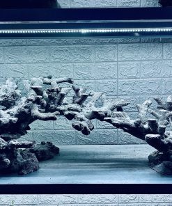 MÃ 297 - LAYOUT CÁ CẢNH BIỂN BỂ 120CM - ROYALAQUA