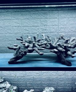 MÃ 298 - LAYOUT CÁ CẢNH BIỂN BỂ 90CM - ROYALAQUA