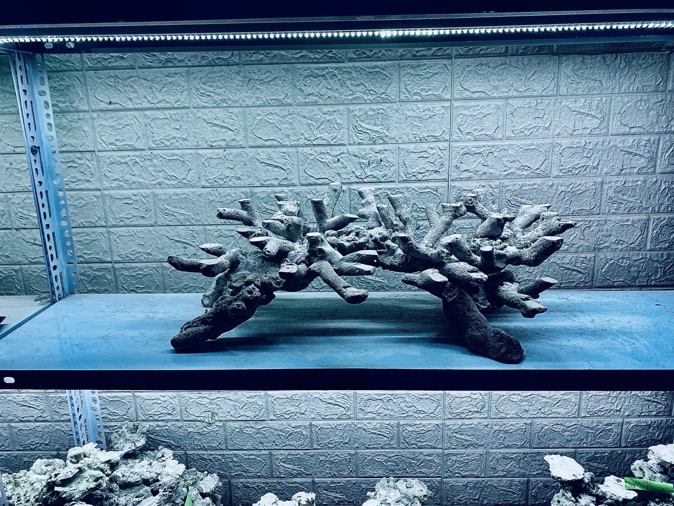 layout-ca-bien-royalaqua (131)