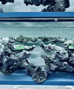 MÃ 299 - LAYOUT CÁ CẢNH BIỂN BỂ 120CM - ROYALAQUA