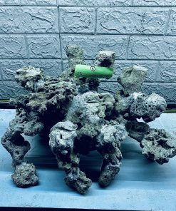 MÃ 303 - LAYOUT CÁ BIỂN BỂ 50CM - ROYALAQUA