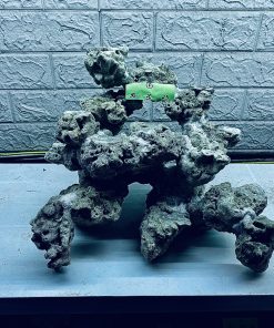 MÃ 304 - LAYOUT CÁ CẢNH BIỂN BỂ 50CM - ROYALAQUA