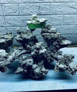 MÃ 305 - LAYOUT CÁ CẢNH BIỂN BỂ 50CM - ROYALAQUA