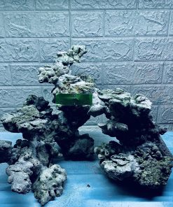 MÃ 306 - LAYOUT CÁ BIỂN BỂ 50CM - ROYALAQUA