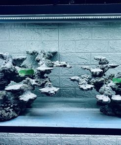 MÃ 308 - LAYOUT CÁ CẢNH BIỂN BỂ 120CM - ROYALAQUA